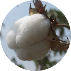 algodão orgânico Pima certificado