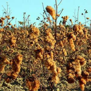campo de algodão colorido orgânico da Paraíba