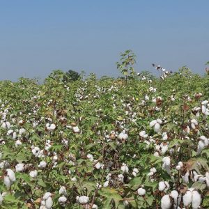 campo de algodão Pima orgânico